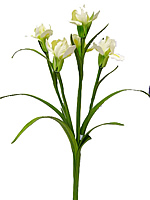 �����. ����-������� - ������������ ��������