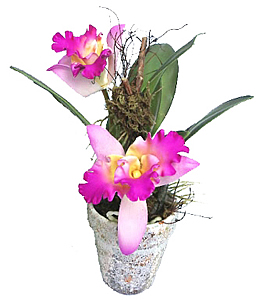 ������������ �������� � ����� 24 ��. - ������������ ��������