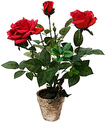 ���� � ����� 47 ��. - ������������ ��������