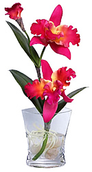 ������������ �������� � ���� 30 ��. ������� - ������������ ��������