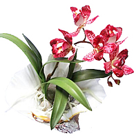 ������������ �������� � ������� 26 ��. ������� - ������������ ��������