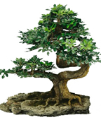 ������������ ���������� ���������� ������ - ������������ ���������� �� �������������� �����