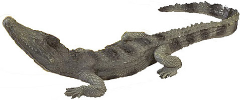 �������� ������������ - ������������ ���������� �� �������������� �����