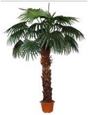 ������ �������  2 ��. - �������